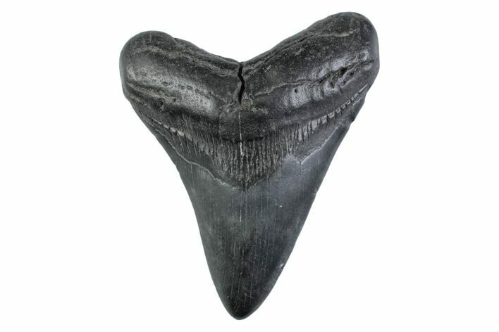 Fossil Megalodon Tooth - South Carolina #362172